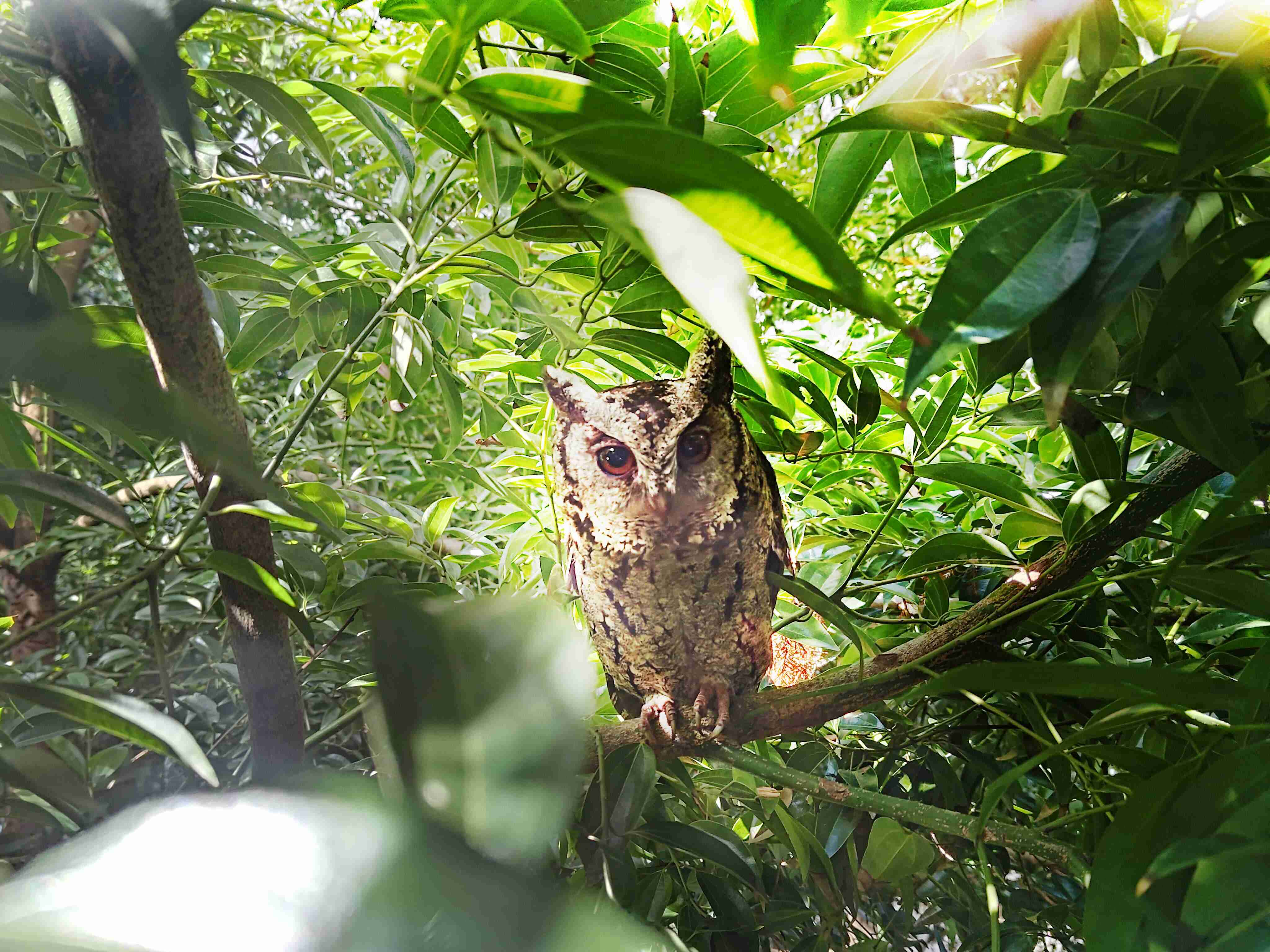 森林舞会致力提倡净零绿生活，，16年以来在全球各厂区植树逾百万棵，，，，造就各厂区树木蔚然成林，，，，犹如森林工厂，，成为许多生物的栖息地